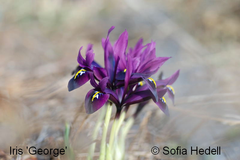 Iris Reticulata-grp George, regnbgsiris