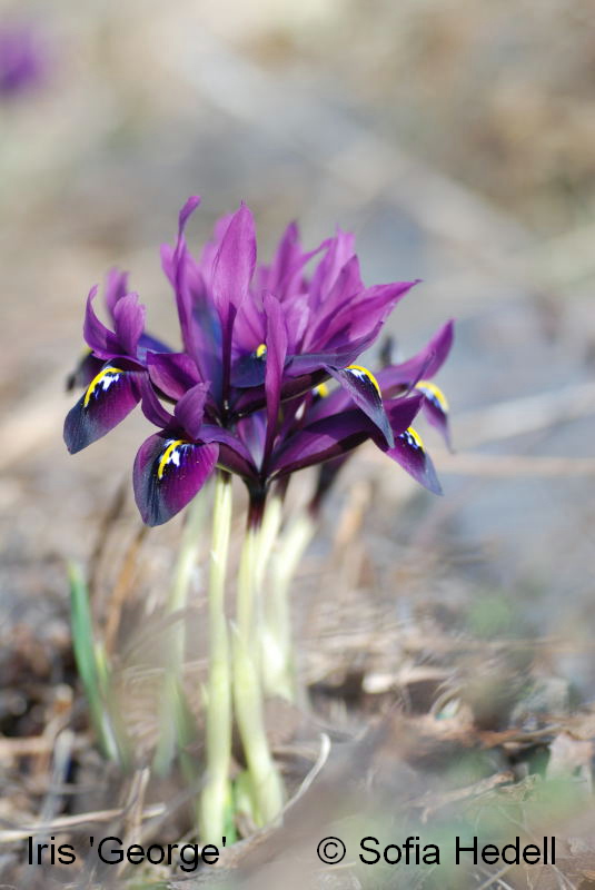 Iris Reticulata-grp George, regnbgsiris