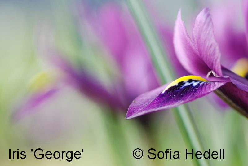 Iris Reticulata-grp George, regnbgsiris