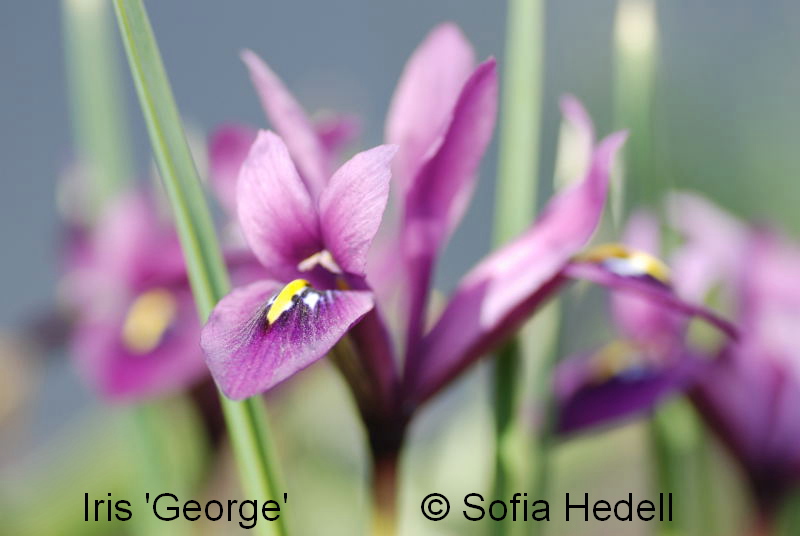 Iris Reticulata-grp George, regnbgsiris