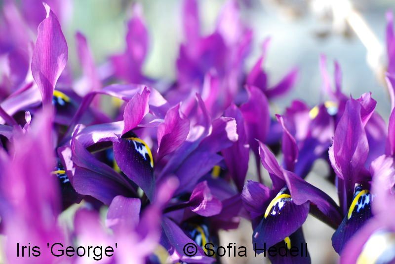 Iris Reticulata-grp George, regnbgsiris