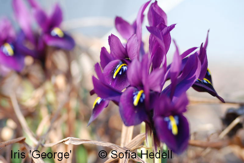 Iris Reticulata-grp George, regnbgsiris