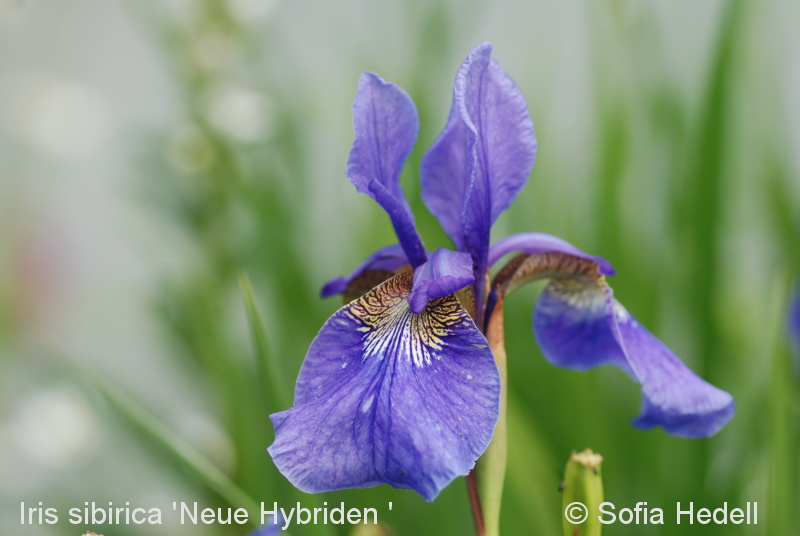 Iris sibirica 'Neue Hybriden', strandiris