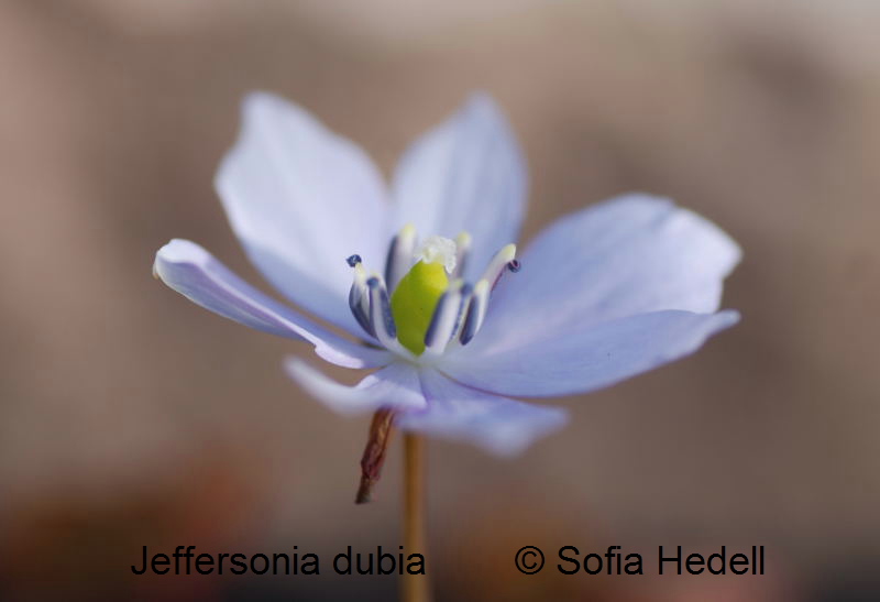 Jeffersionia dubia, presidentsippa