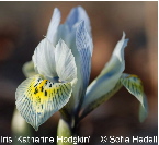 Iris Reticulata-grp 'Katharine Hodgkin', regnbgsiris