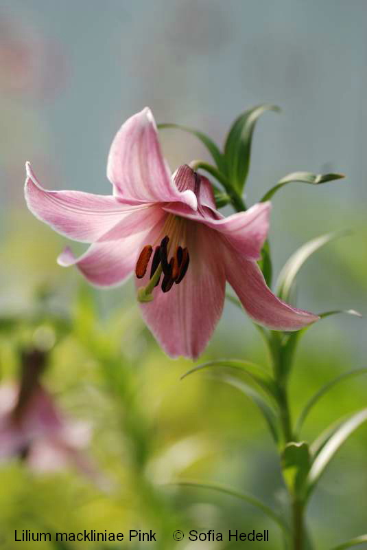 Lilium mackniniae