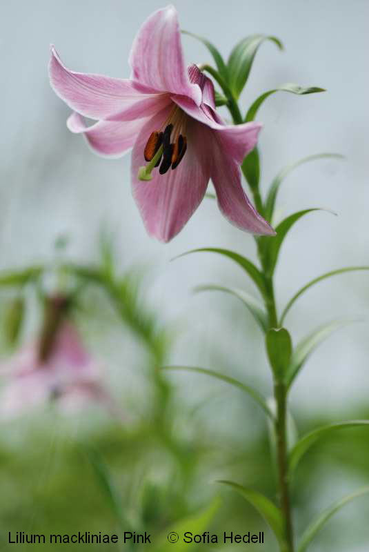 Lilium mackniniae