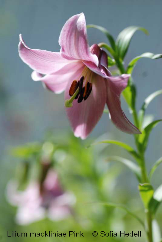 Lilium mackniniae