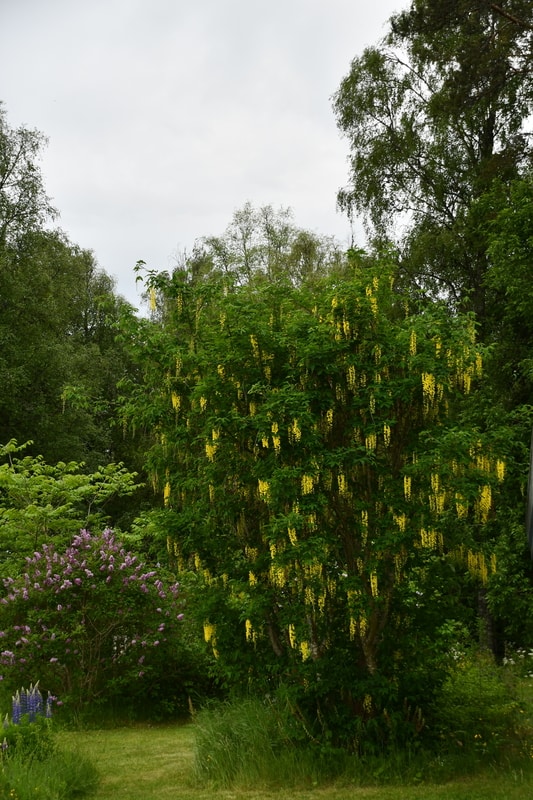 Laburnum alpinum, alpgullregn