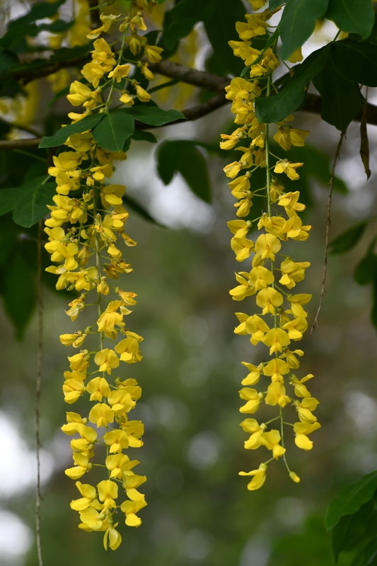Laburnum alpinum, alpgullregn