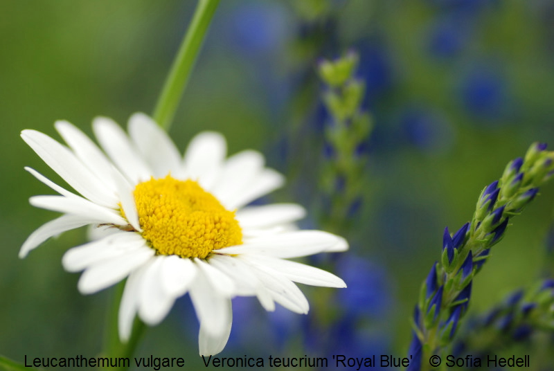 Leucanthemum vulgare, prstkrage Veronica teucrium 'Royal Blue'