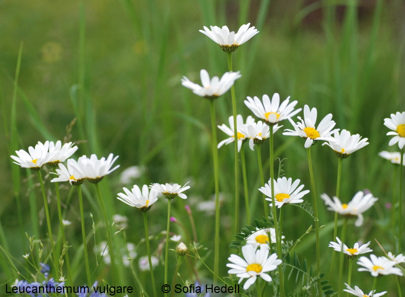 Leucanthemum vulgare, prstkrage