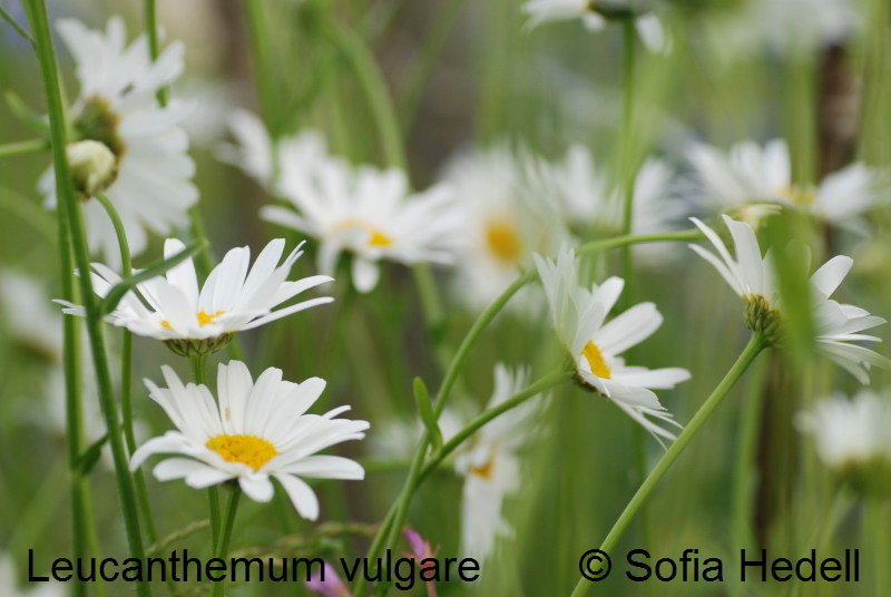 Leucanthemum vulgare, prstkrage