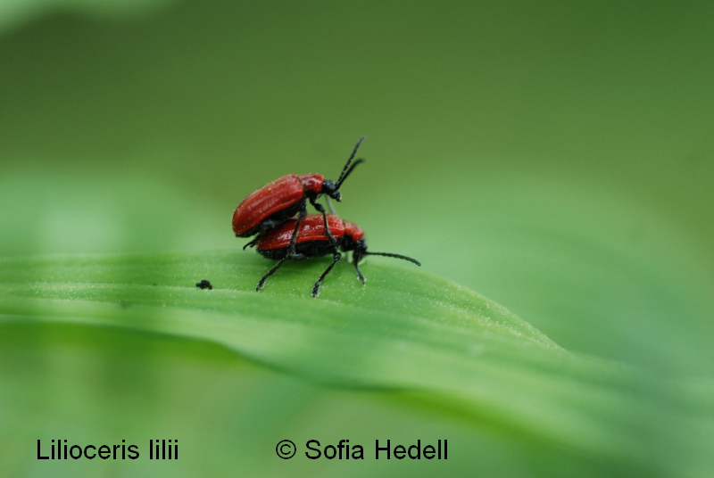 Lilioceris lilii, liljebagge