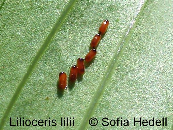 Lilioceris lilii, liljebagge
