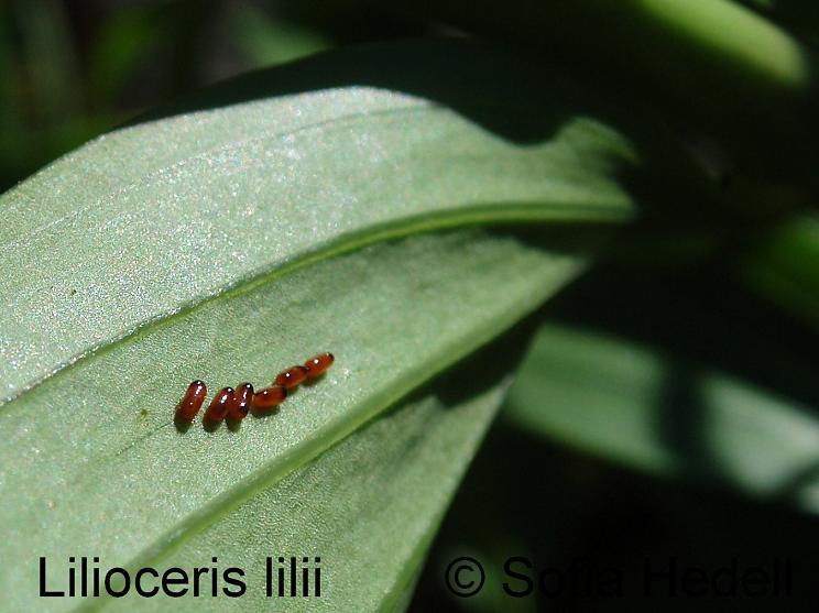 Lilioceris lilii, liljebagge