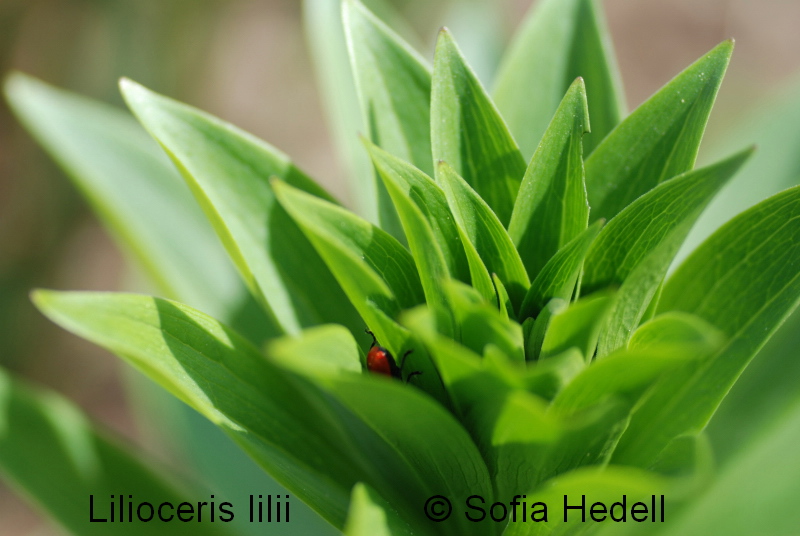 Lilioceris lilii, liljebagge
