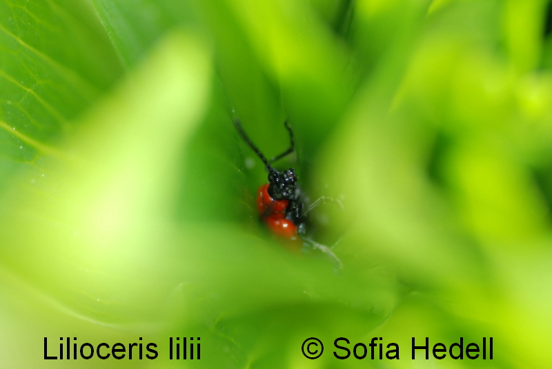 Lilioceris lilii, liljebagge