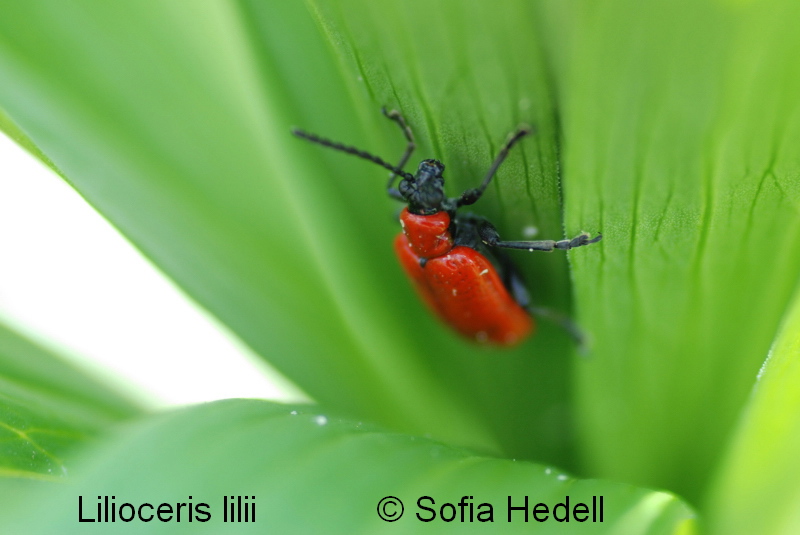 Lilioceris lilii, liljebagge