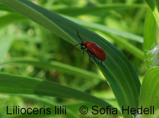 Lilioceris lilii, liljebagge