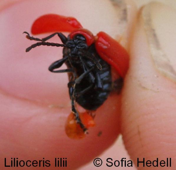 Lilioceris lilii, liljebagge