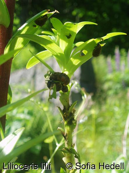 Lilioceris lilii, liljebagge
