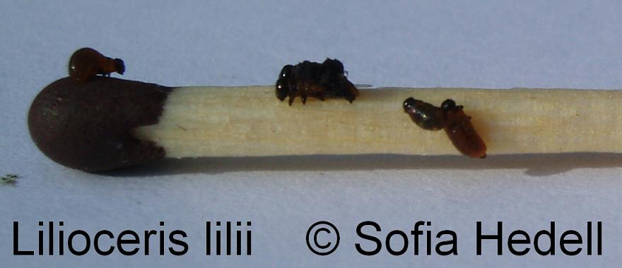 Lilioceris lilii, liljebagge