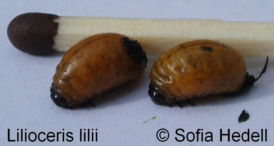 Lilioceris lilii, liljebagge