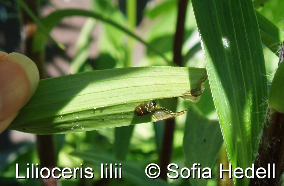 Lilioceris lilii, liljebagge