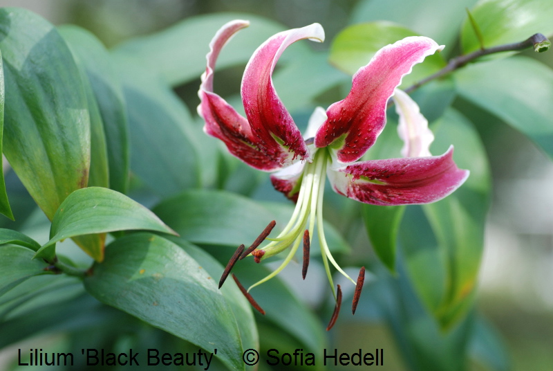 Lilium 'Black Beauty', hybridlilja
