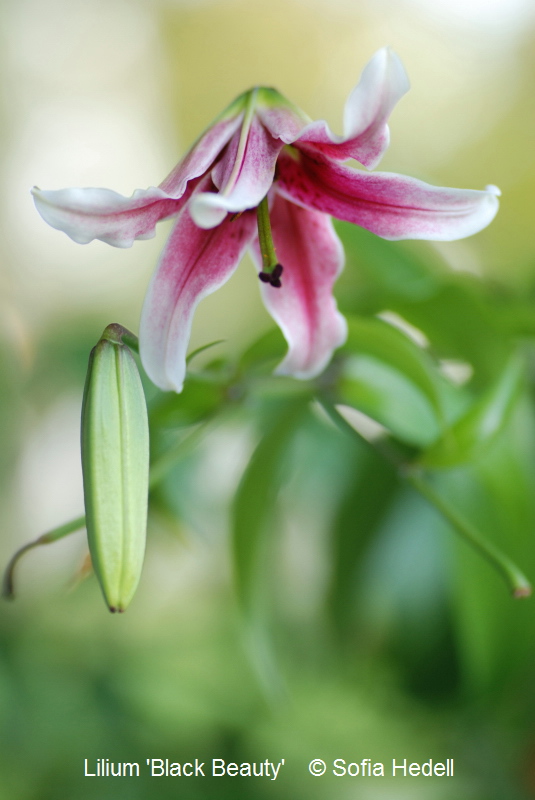 Lilium 'Black Beauty', hybridlilja