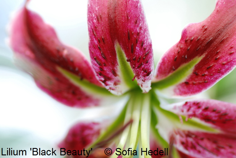 Lilium 'Black Beauty', hybridlilja