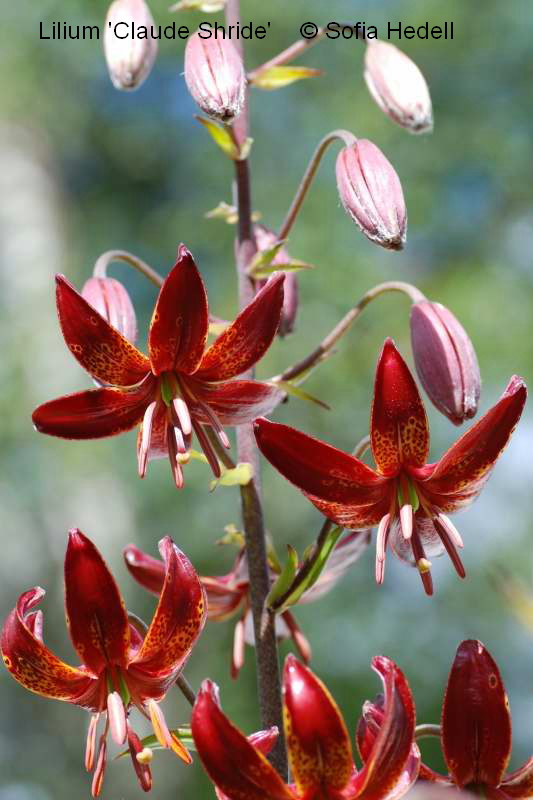 Lilium 'Claude Shride', krollilja
