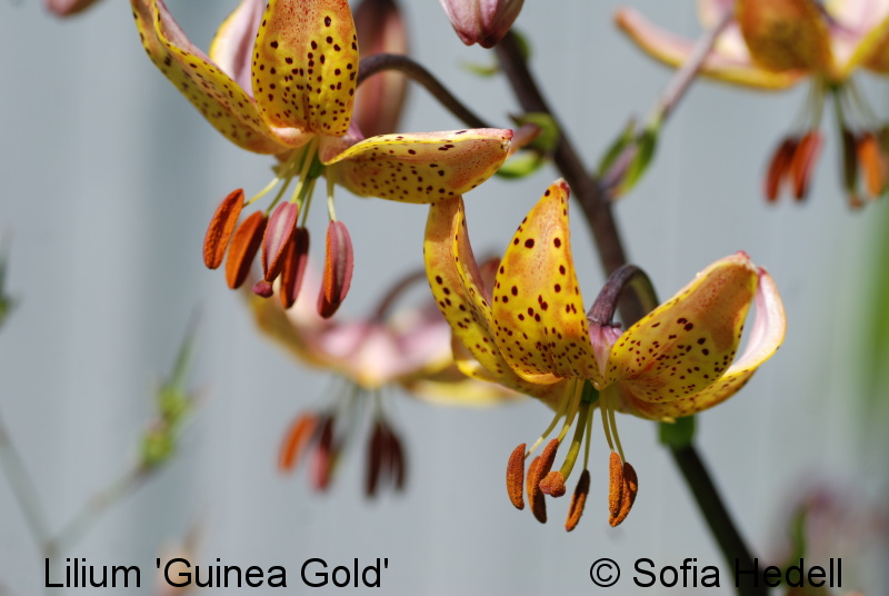 Lilium Martagon-grp 'Guinea Gold', krollhybridlilja