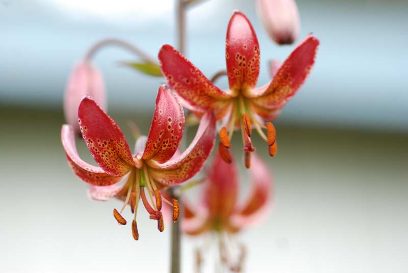 Lilium Martagon-grp 'Manitoba Morning', krollhybridlilja