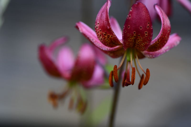Lilium Martagon-grp, martagonlilja