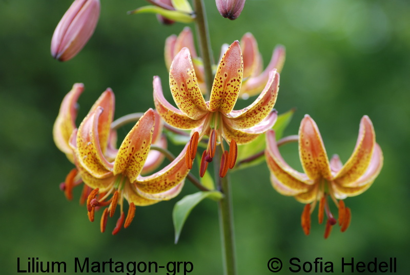 Lilium Martagon-grp, krollhybridlilja