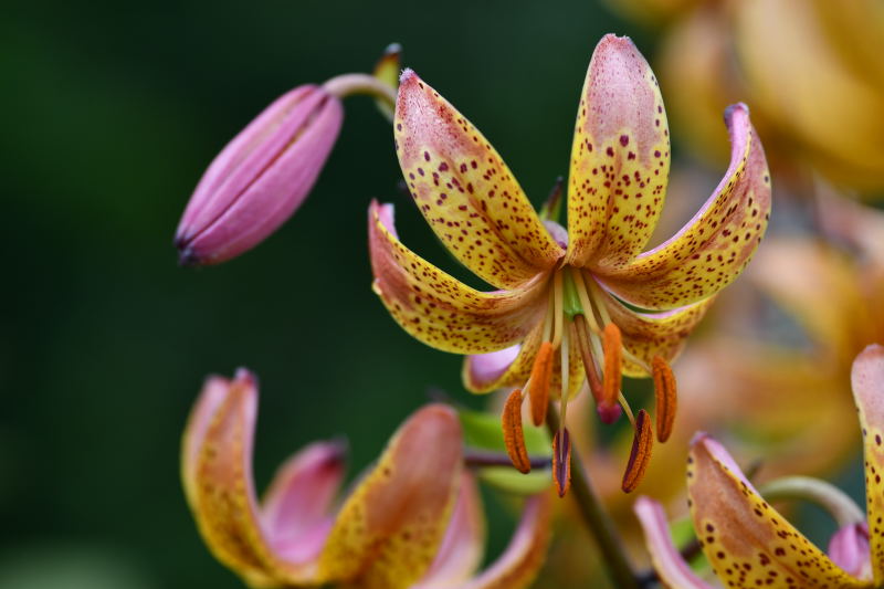Lilium Martagon-grp, martagonlilja