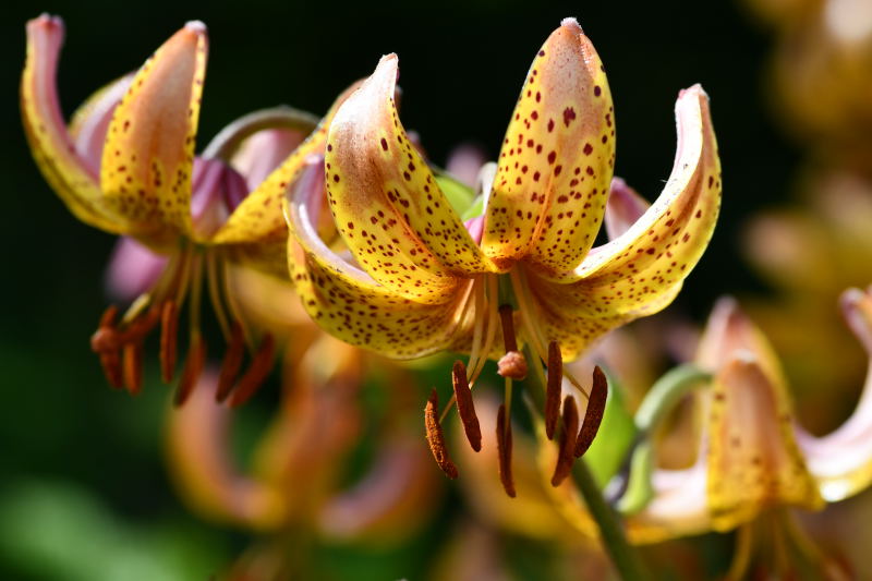 Lilium Martagon-grp, martagonlilja