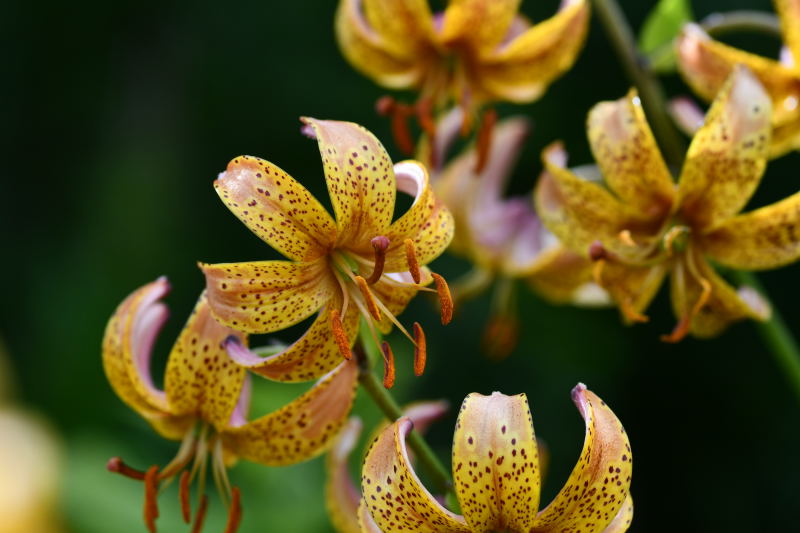 Lilium Martagon-grp, martagonlilja