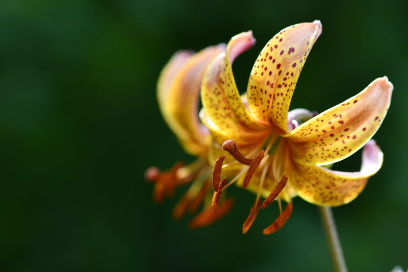Lilium Martagon-grp, martagonlilja