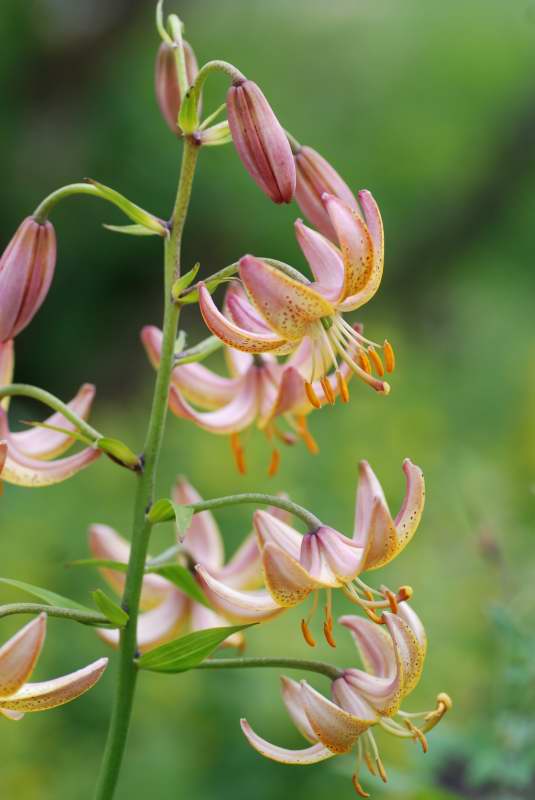 Lilium Martagon-grp 'Mrs RO Backhouse', krollhybridlilja