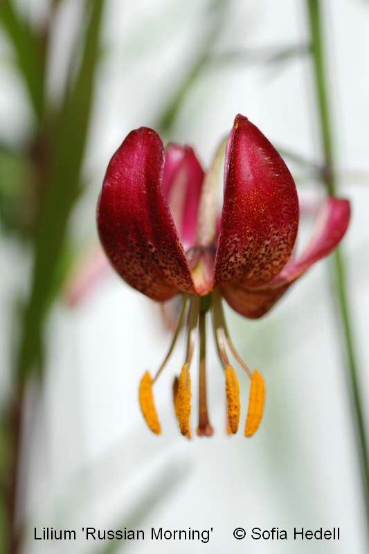 Lilium Martagon-grp 'Russian Morning', krollhybridlilja