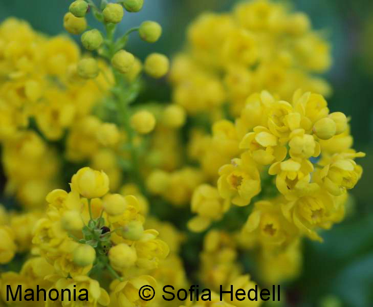 Mahonia