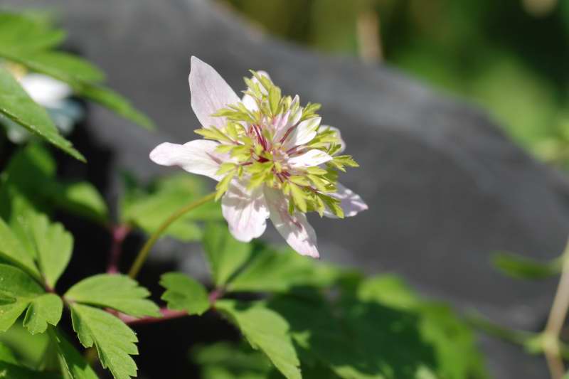 Anemone nemorosa 'Majbrud'