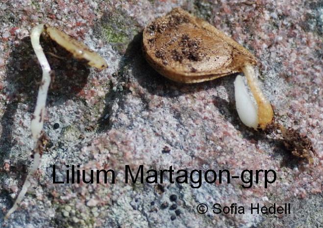 Lilium, liljor frsdd
