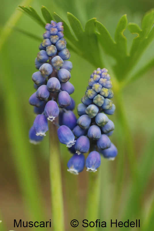 Muscari, prlhyacint