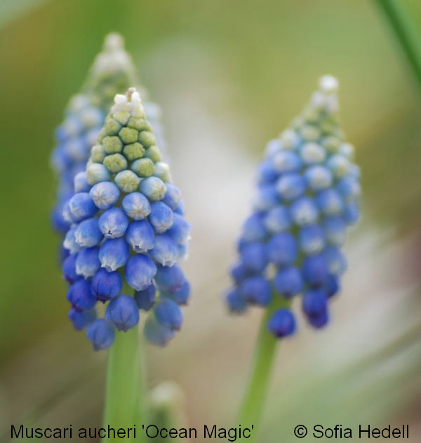 Muscari aucheri 'Ocean Magic', prlhyacint
