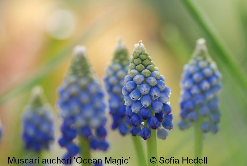 Muscari aucheri 'Ocean Magic', prlhyacint