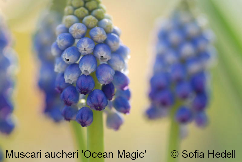 Muscari aucheri 'Ocean Magic', prlhyacint